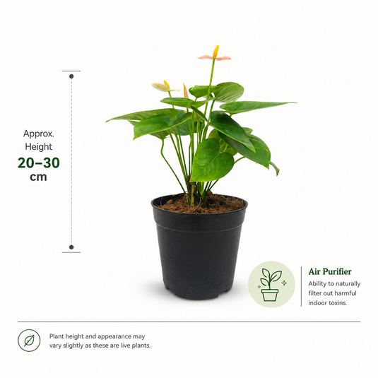 Anthurium Spirit Plant