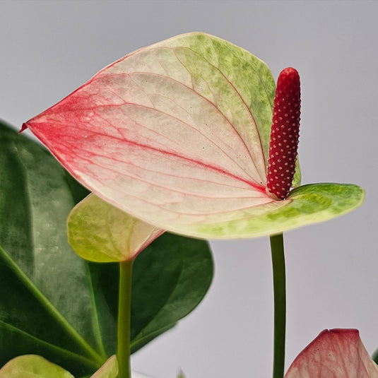 Anthurium Sunset Plant