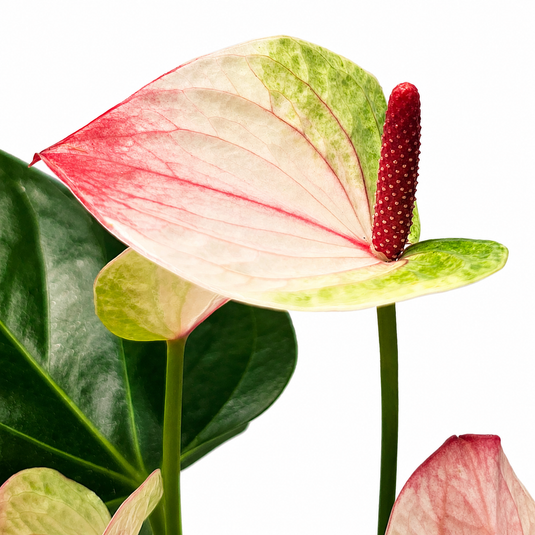 Anthurium Sunset Plant