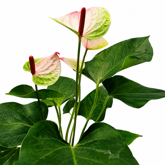 Anthurium Sunset Plant