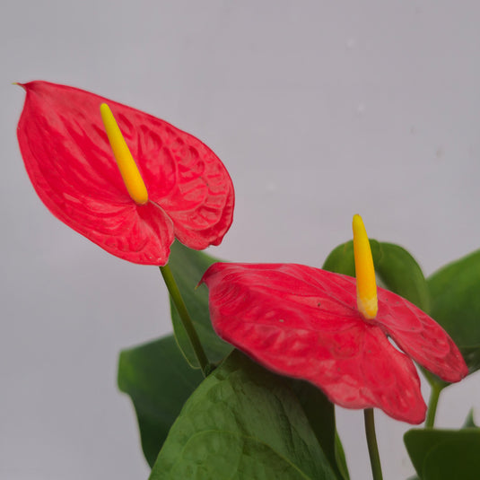 Anthurium Tiora Plant
