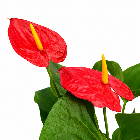 Anthurium Tiora Plant