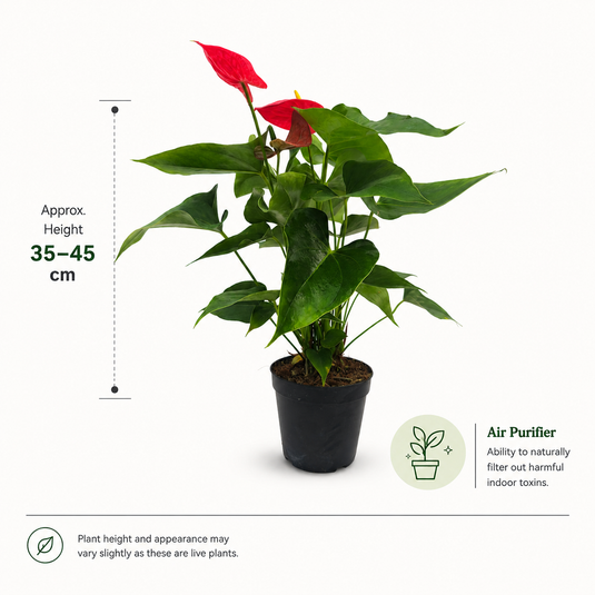 Anthurium Tiora Plant