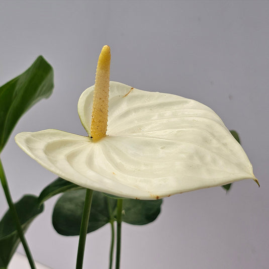 Anthurium Vanilla Plant