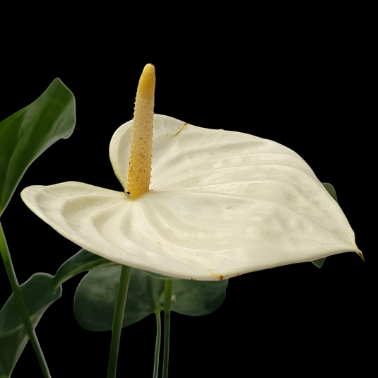 Anthurium Vanilla Plant