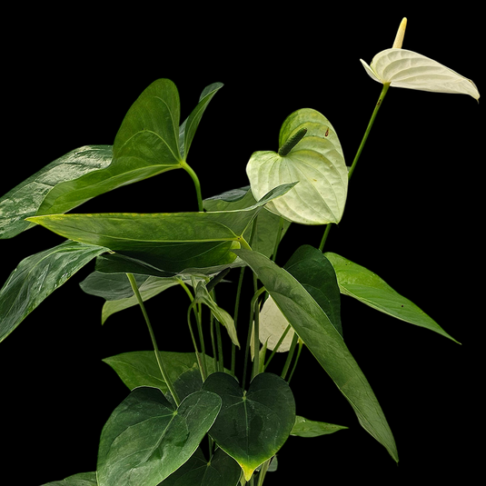 Anthurium Vanilla Plant