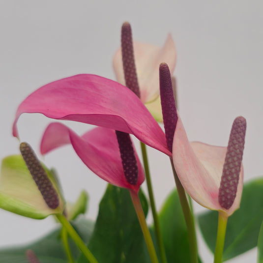 Anthurium Zizou Plant