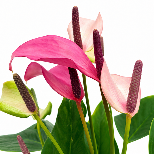 Anthurium Zizou Plant