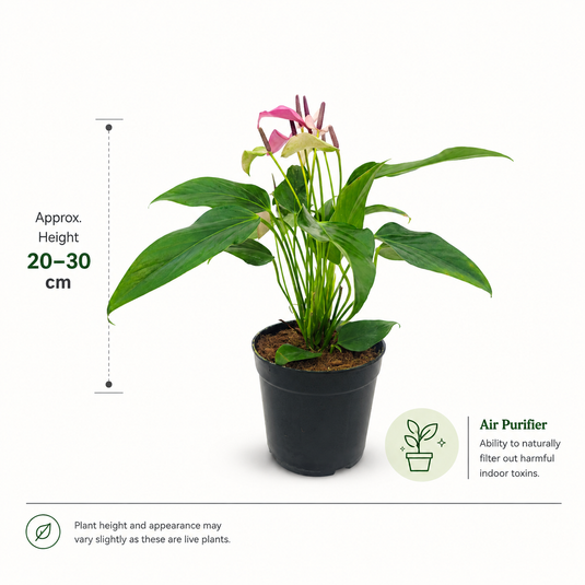 Anthurium Zizou Plant