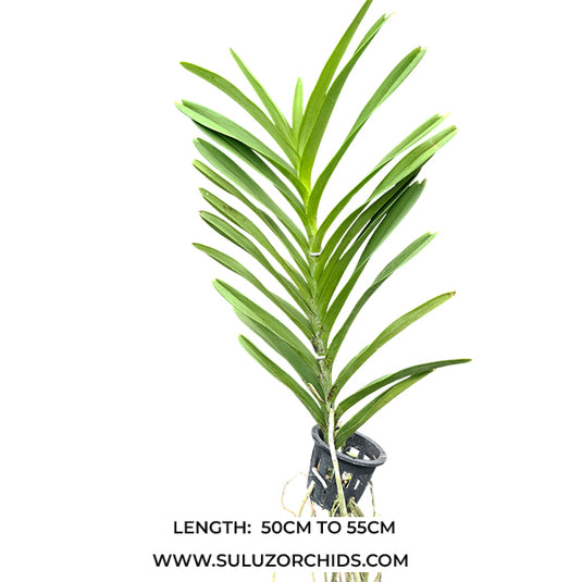 Mokara Orchid Aranda Christine Hybrids #12 Mature Full Plant - Ready To Flower