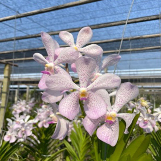 Mokara Orchid Aranda Christine Hybrids #12 Mature Full Plant - Ready To Flower