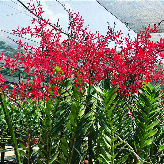 Aranthera James Storie Red Mature - Big Top Cuttings