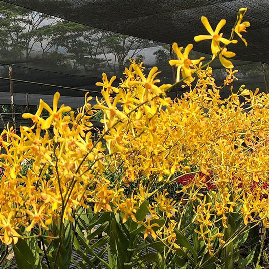 Aranthera James Storie Yellow Mature - Big Top Cuttings