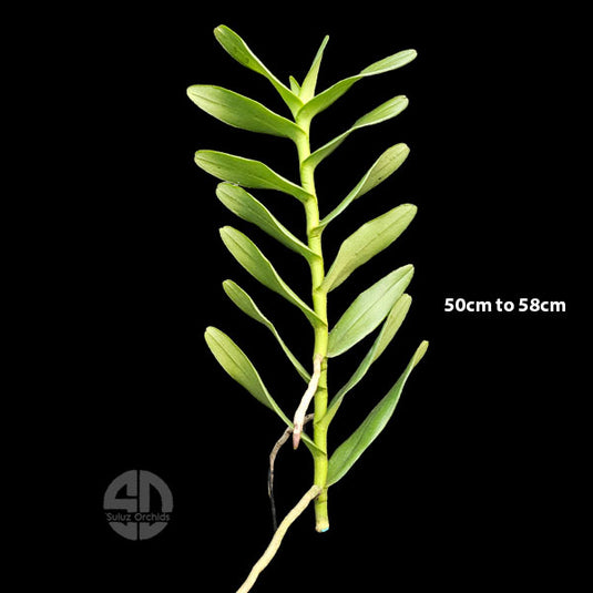 Aranthera James Storie Yellow Mature - Big Top Cuttings