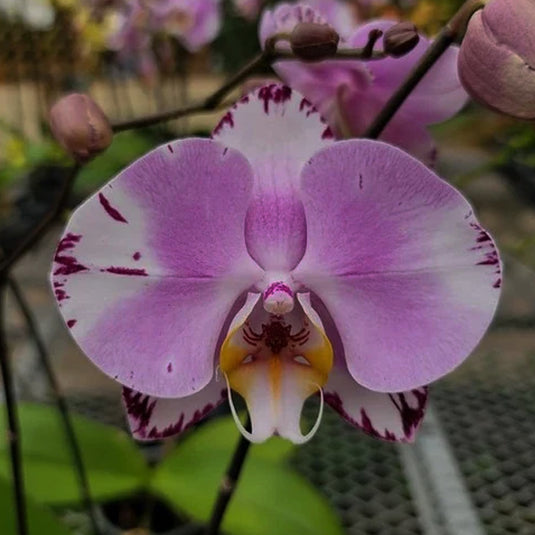 Phalaenopsis Orchid Art Nouveau Purple flower featuring rich purple blooms with deep violet tones and subtle gradient shading