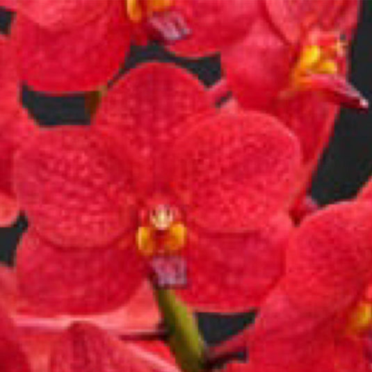 Vanda Orchid bright red Ascda. Dhongtarn flower in full bloom
