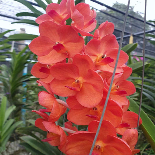Vanda Orchid Plant - Ascda.Fuch's Sunset Mature