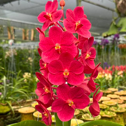 Vanda Orchid Plant - Ascda Hat Songkhla x Funch Joy x Bigifu Mature