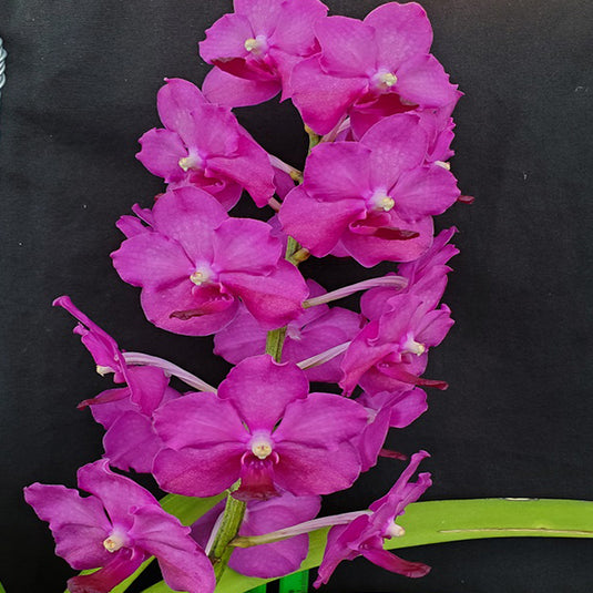 Vanda Orchid Plant - Ascda. Pine River Pink Seedling