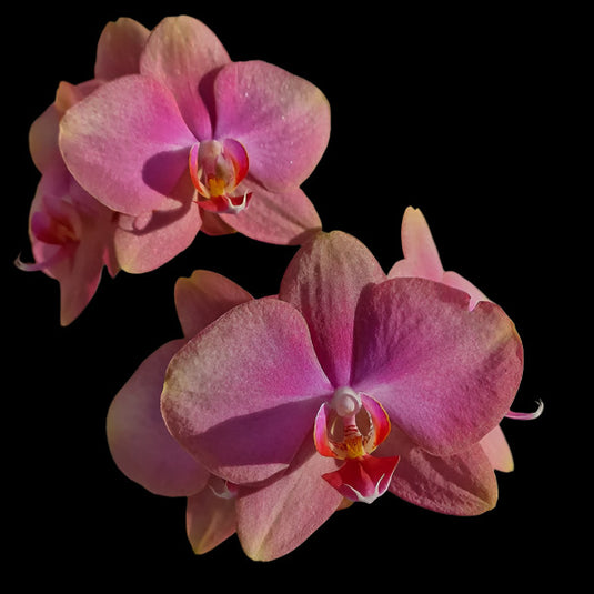 Phalaenopsis Orchid Baby Dynamite Pink flower featuring vibrant pink orchid blooms with smooth rounded petals