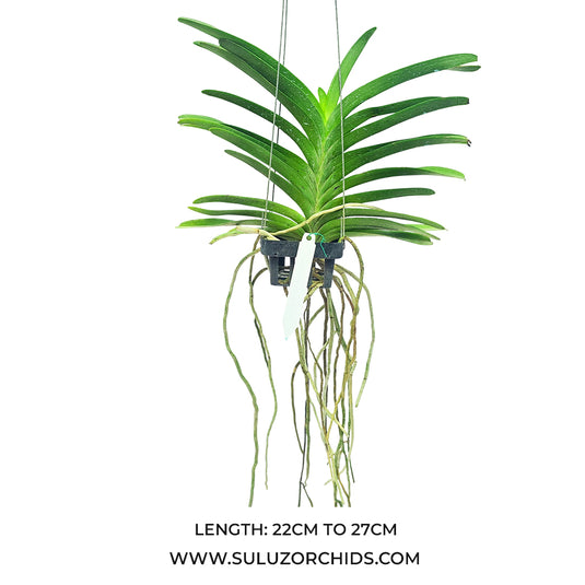 Vanda Orchid Plant - Banjong Sky Blue Preecha Mature