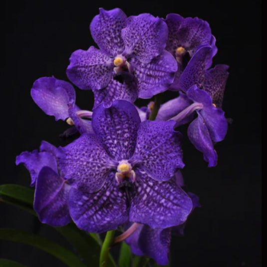 Vanda Orchid Plant - Banjong Sky Blue Preecha Mature