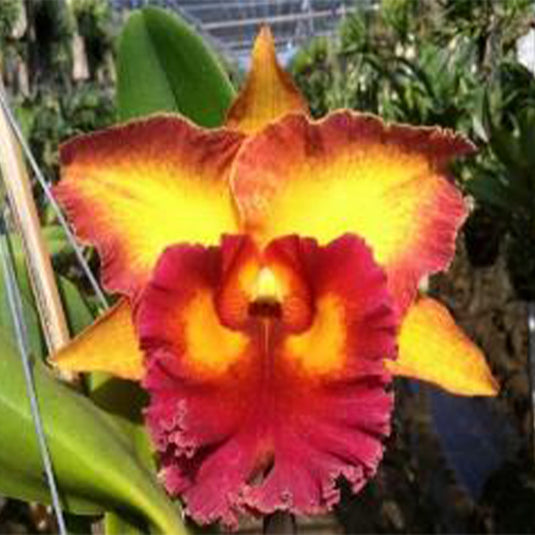 Cattleya Orchid Plant Blc.Chomthong Fancy Seedling