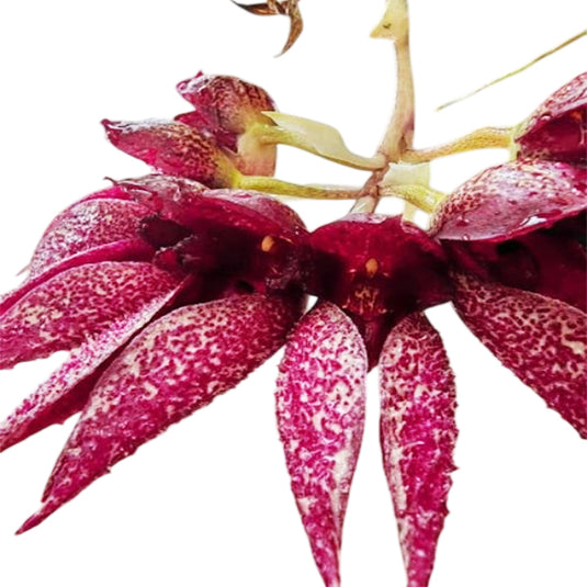 Bulbophyllum Frostii x Bulb Phalaenopsis Rare Exotic Orchid