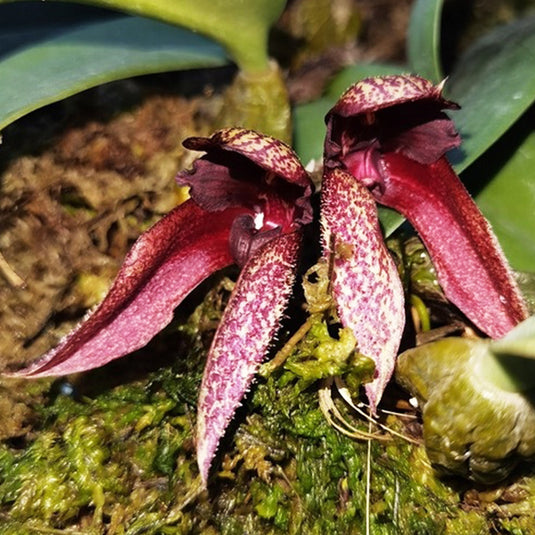 Bulbophyllum Lasiochillum x Bulb Phalaenopsis Rare Exotic Orchid