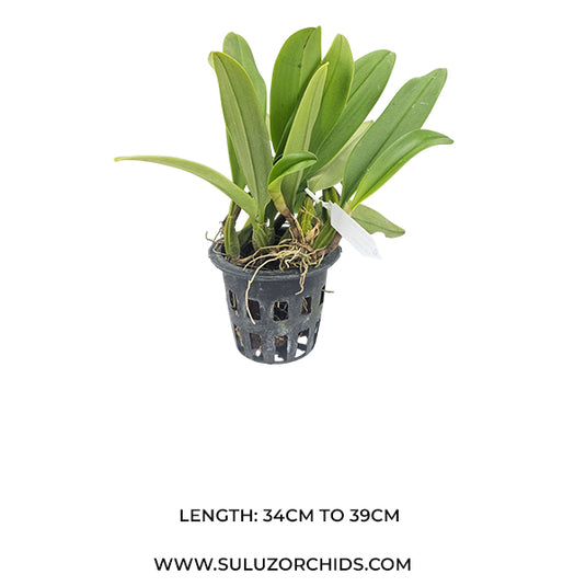 Bulbophyllum Putidum x Bulb Graveolens Rare Exotic Orchid