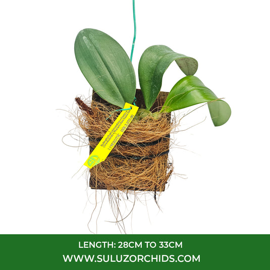 Bulbophyllum (Annandalei x Frostii) x (Graveolends x Phalaen) Rare Exotic Orchid