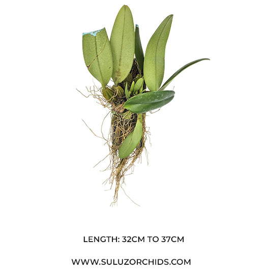 Bulbophyllum (Annandalei x Frostii) x (Bulb Graveolen x Phalaenopsis) Rare Exotic Orchid