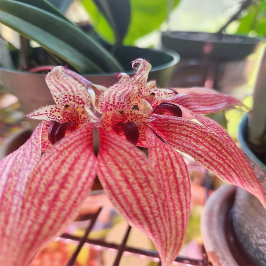 Bulbophyllum (Annandalei x Frostii) x (Bulb Graveolen x Phalaenopsis) Rare Exotic Orchid