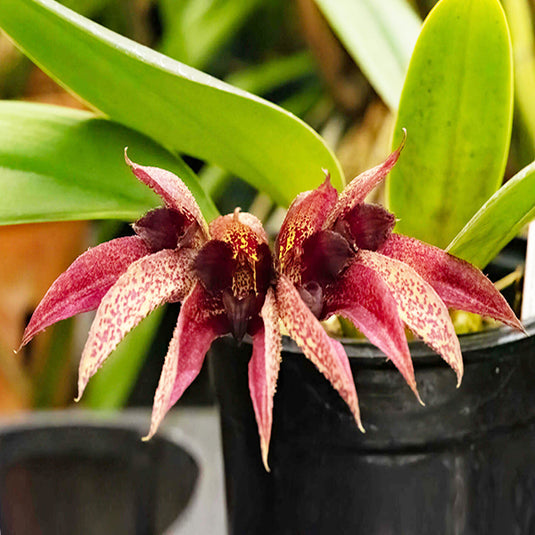 Bulbophyllum (Annandalei x Frostii) x (Graveolends x Phalaen) Rare Exotic Orchid