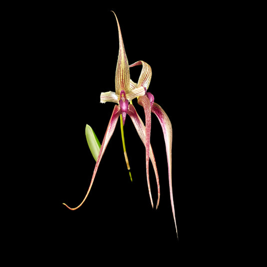 Bulbophyllum Echinolabium x Bulb Fascinator Var Semi Rare Exotic Orchid