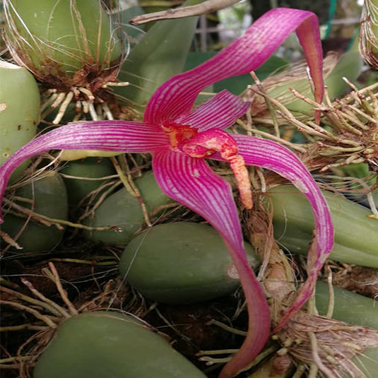Bulbophyllum Echinolabium x Bulb Inunctum Rare Exotic Orchid
