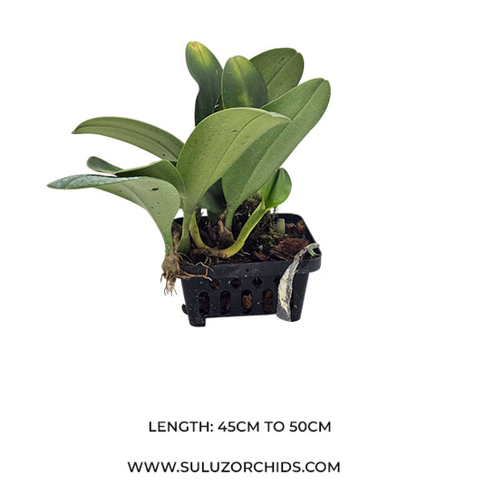 Bulbophyllum Echinolabium x Bulb Macrantum Rare Exotic Orchid