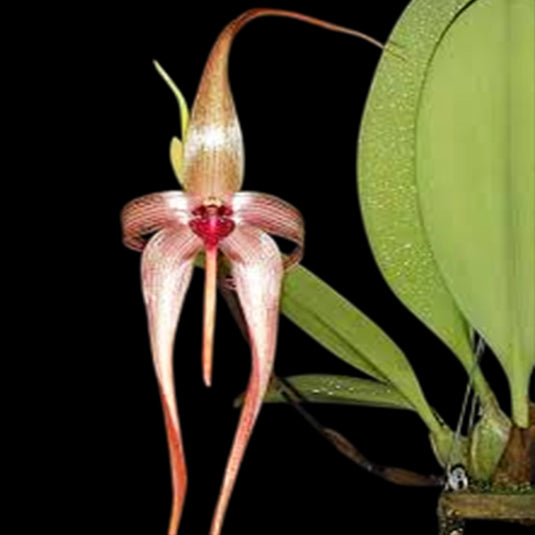 Bulbophyllum Echinolabium x Bulb Macrantum Rare Exotic Orchid