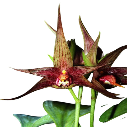 Bulbophyllum Echinolabium x Bulb Reticulatum Rare Exotic Orchid