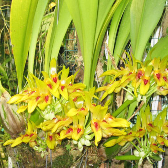 Bulbophyllum Graveolens x Bulb Virescens Rare Exotic Orchid