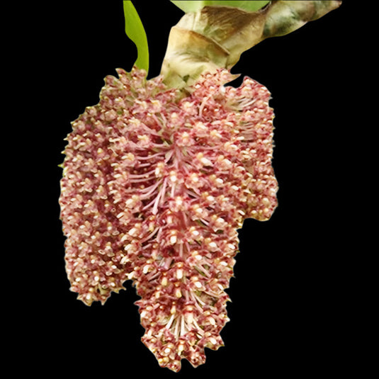 Bulbophyllum Macruntum x (Beccarii x Phalaenopsis) Rare Exotic Orchid