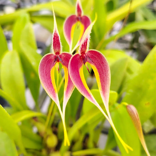 Bulbophyllum Masdevaliacceum Rare Exotic Orchid