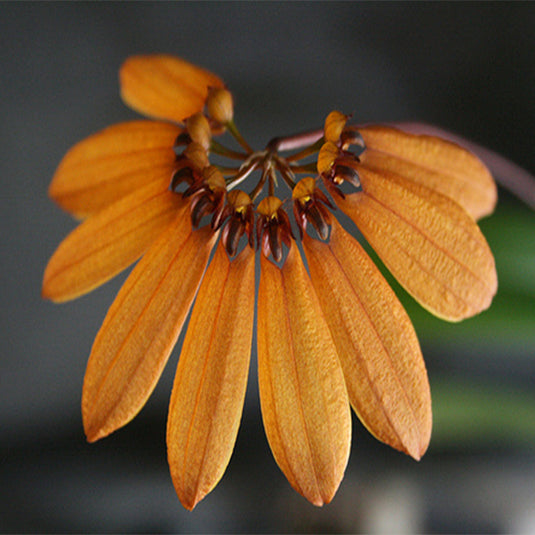 Bulbophyllum Masterianum x Brienianum Rare Exotic Orchid