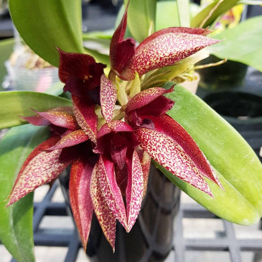 Bulbophyllum Orthoseparum x Bulb Phalaenopsis Rare Exotic Orchid