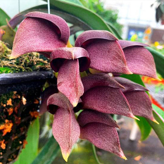 Bulbophyllum Singaporean x Orthosepalum Rare Exotic Orchid