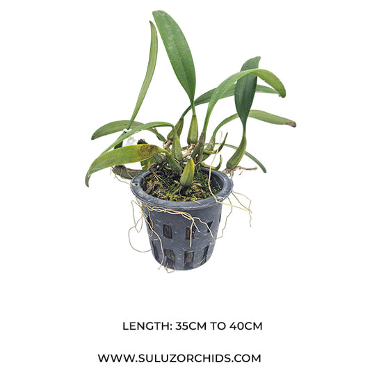 Bulbophyllum Thai Spider Rare Exotic Orchid