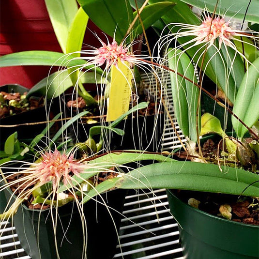 Bulbophyllum Thai Spider Rare Exotic Orchid