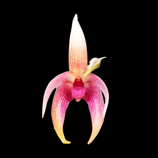 Bulbophyllum Tonya Jacobs Rare Exotic Orchid