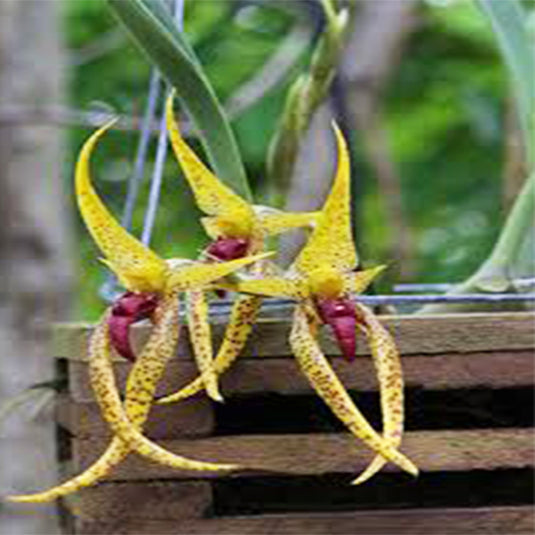 Bulbophyllum Wilbeur Chung x Sumatranum Rare Exotic Orchid