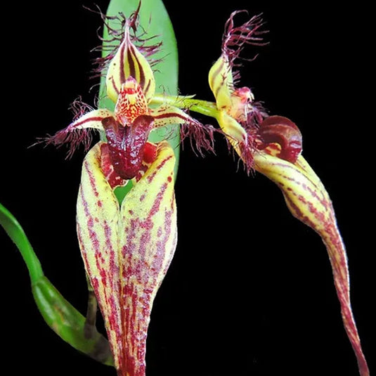 Bulbophyllum Orchid Bulb Fasctator Mature